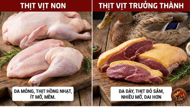 Phân biệt giữa vịt non và vịt trưởng thành